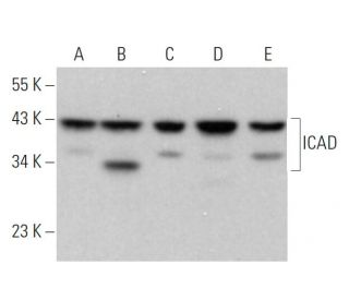 western blotting image from recommended ICAD (F-8) monoclonal antibody replacement. Image 359288