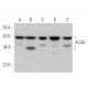 western blotting image from recommended ICAD (F-8) monoclonal antibody replacement. Image 359288