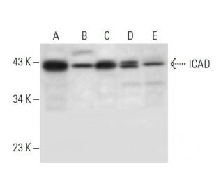 ICAD Antibody (H-10) - Western Blotting - Image 299066 
