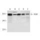 ICAD Antibody (H-10) - Western Blotting - Image 299066 