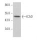 ICAD Antibody (H-10) - Western Blotting - Image 363888