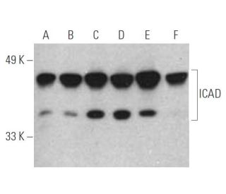 ICAD Antibody (F-8) - Western Blotting - Image 395150