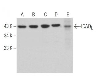 ICAD<sub>L</sub> Antibody (C-4) - Western Blotting - Image 363887 