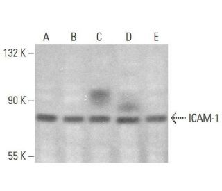 ICAM-1 Antibody (15.2) - Western Blotting - Image 350714 