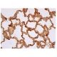 ICAM-1/CD54 Antibody (1A29) - Immunohistochemistry - Image 350553