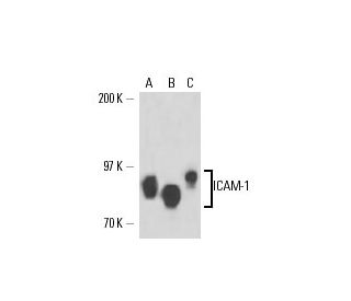 ICAM-1/CD54 Antibody (6.5B5) - Western Blotting - Image 17219 