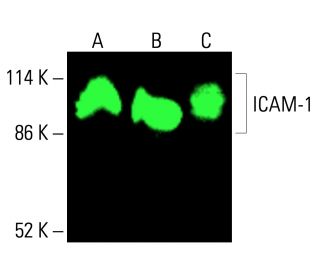 ICAM-1/CD54 Antibody (G-5) | SCBT - Santa Cruz Biotechnology