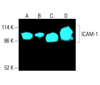 ICAM-1/CD54 Antibody (G-5) | SCBT - Santa Cruz Biotechnology