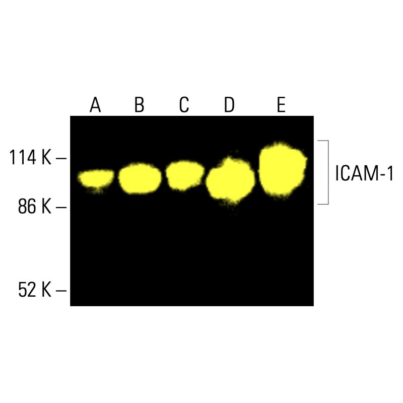ICAM-1/CD54 Antibody (G-5) | SCBT - Santa Cruz Biotechnology