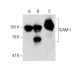 western blotting image from recommended ICAM-1/CD54 (G-5) monoclonal antibody replacement. Image 137875