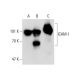 western blotting image from recommended ICAM-1/CD54 (G-5) monoclonal antibody replacement. Image 137875