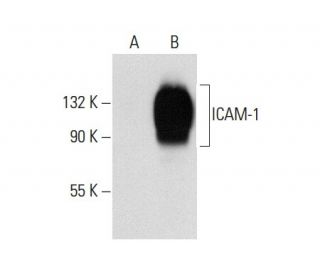 ICAM-1 (G-5): sc-8439. Western blot analysis of ICAM-1 expression in... 