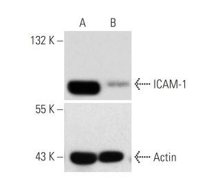 ICAM-1 siRNA (m): sc-29355. Western blot analysis of ICAM-1 expression in non-transfected control (A) and ICAM-1 siRNA tra 