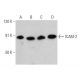western blotting image from recommended ICAM-2 (F-5) monoclonal antibody replacement. Image 359434