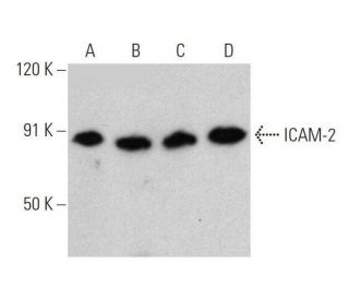 ICAM-2 Antibody (F-5) - Western Blotting - Image 359434