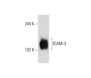 ICAM-3 Antibody (3.1) - Western Blotting - Image 129459 
