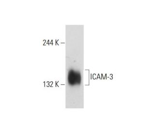ICAM-3 Antibody (5F74) - Western Blotting - Image 129465 