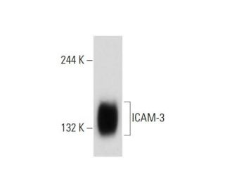 ICAM-3 Antibody (B-R1) - Western Blotting - Image 129456 