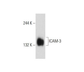 ICAM-3 Antibody (CG106) - Western Blotting - Image 129461 