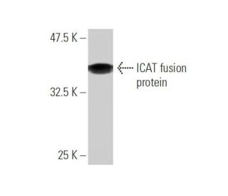 ICAT Antibody (5C6) - Western Blotting - Image 350245