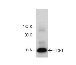 ICB1 Antibody (H-8) - Western Blotting - Image 346524