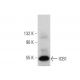 ICB1 Antibody (H-8) - Western Blotting - Image 346524