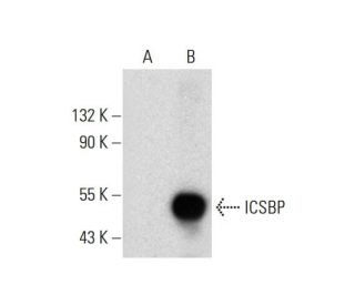ICSBP Antibody (B-4) - Western Blotting - Image 297125 