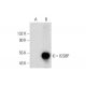 ICSBP Antibody (B-4) - Western Blotting - Image 297125 