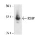 ICSBP Antibody (B-4) - Western Blotting - Image 411941