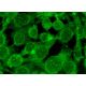 ICSBP Antibody (F-11) - Immunofluorescence - Image 302296 
