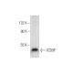 ICSBP Antibody (F-11) - Western Blotting - Image 303417