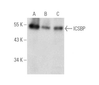 ICSBP Antibody (F-11) - Western Blotting - Image 388956 