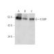 ICSBP Antibody (F-11) - Western Blotting - Image 388956 