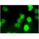 ICSBP Antibody (F-9) - Immunofluorescence - Image 296390 