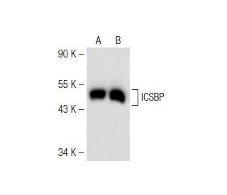 ICSBP Antibody (F-9) - Western Blotting - Image 142559 