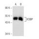 ICSBP Antibody (F-9) - Western Blotting - Image 142559 