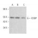 ICSBP Antibody (F-9) - Western Blotting - Image 355196