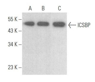 western blotting image from recommended ICSBP (E-9) monoclonal antibody replacement. Image 355197