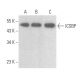 western blotting image from recommended ICSBP (E-9) monoclonal antibody replacement. Image 355197