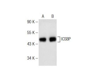 ICSBP Antibody (E-9) - Western Blotting - Image 142560