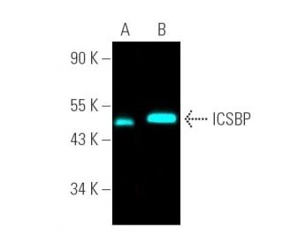 ICSBP Antibody (E-9) - Western Blotting - Image 390748