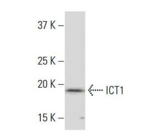 ICT1 Antibody (2A8) - Western Blotting - Image 34030