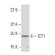 ICT1 Antibody (2A8) - Western Blotting - Image 34030