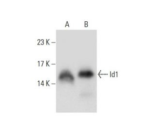 western blotting image from recommended Id1 (B-8) monoclonal antibody replacement. Image 128030