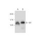 western blotting image from recommended Id1 (B-8) monoclonal antibody replacement. Image 128030