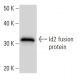 Id2 Antibody (2457C5a) - Western Blotting - Image 16678