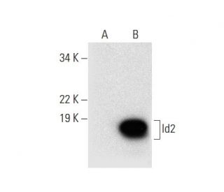 western blotting image from recommended Id2 (E-7) monoclonal antibody replacement. Image 301353