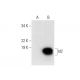 western blotting image from recommended Id2 (E-7) monoclonal antibody replacement. Image 301353