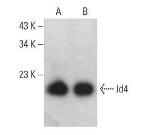 western blotting image from recommended Id4 (B-5) monoclonal antibody replacement. Image 376222