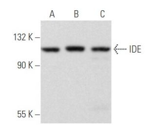 IDE Antibody (E-4) - Western Blotting - Image 355805